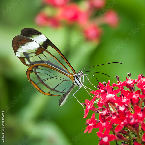 butterfly on flower