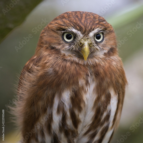 A tight close-up portrait of a ferruginous pygmy owl, Glaucidium brasilianum, gazing forward with its vibrant yellow eyes and a sharp, curved beak