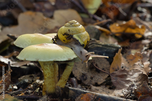 A yellow white-lipped snail (Cepaea hortensis) crawls across a sulphur tuft mushroom (Hypholoma fasciculare) surrounded by damp autumn leaves.