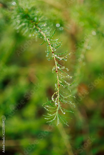 Delicate Green Plant Covered with Morning Dew