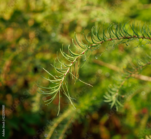 Green Larch Branch Covered with Sparkling Dew Drops
