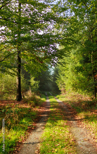 Sunlit Forest Path Surrounded by Green Trees