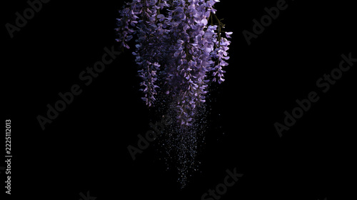 Particle Wisteria on Black Background