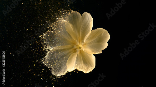 Particle Primrose on Black Background