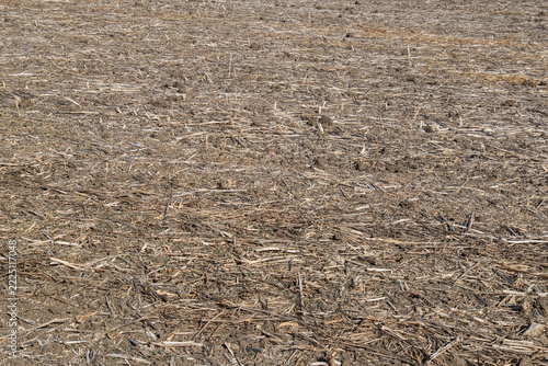 Stalk residues remaining in the field after the sunflower harvest.