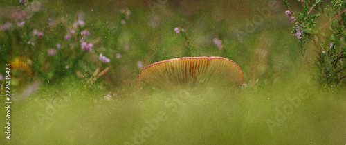 FUNGUS - Toadstool against a mossy background (photo in the style of analog photography)
