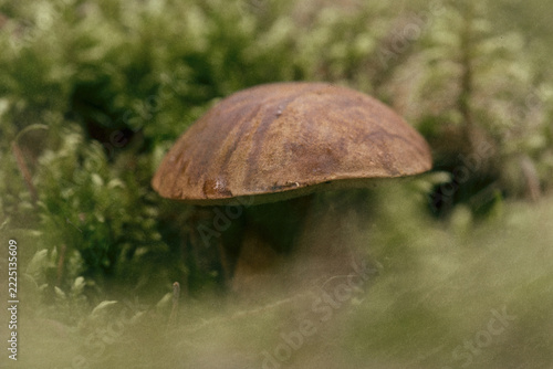FUNGUS - Bay bolete against a mossy background (photo in the style of analog photography)