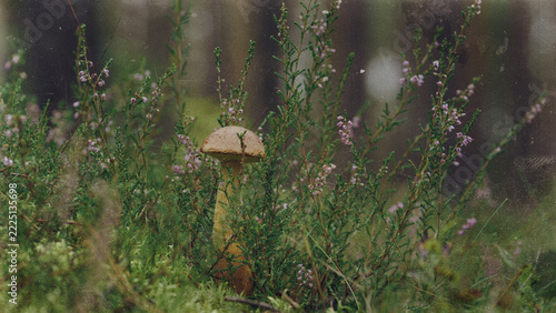 
FUNGUS IN THE FOREST - A beautiful mushroom growing among the heather (photo in the style of analog photography)