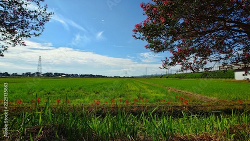 サルスベリと彼岸花と青空と田