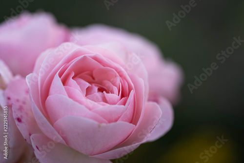 Soft Pink Rose in Bloom with Delicate Petals and Dark Background