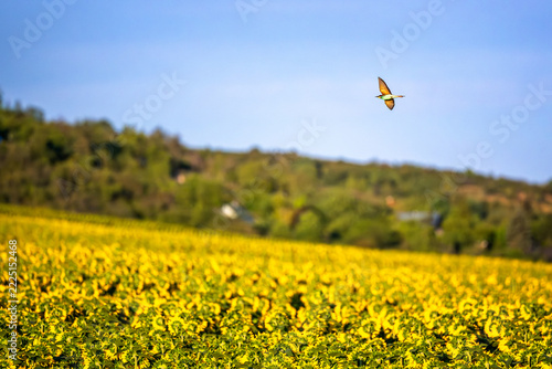 Farbenfroher Bienenfresser fliegt über ein blühendes Sonnenblumenfeld