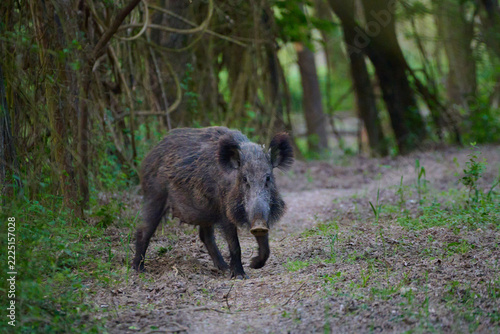 Wild boar ,, sus scrofa,, on wild nature, Danube forests, Slovakia