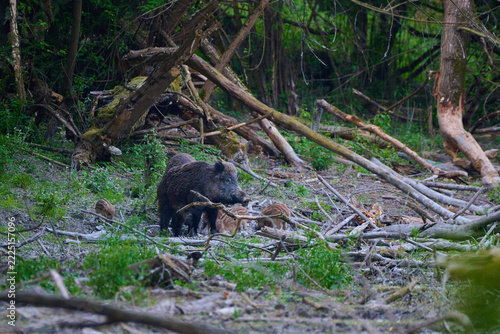 Wild boar ,, sus scrofa,, on wild nature, Danube forests, Slovakia