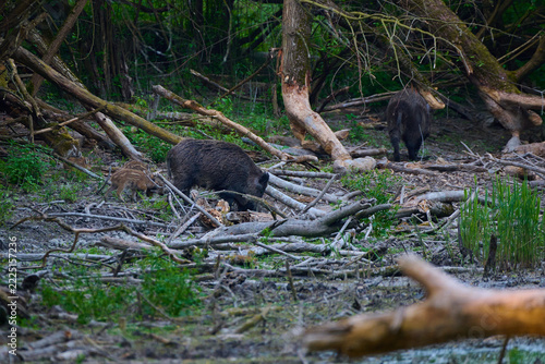 Wild boar ,, sus scrofa,, on wild nature, Danube forests, Slovakia