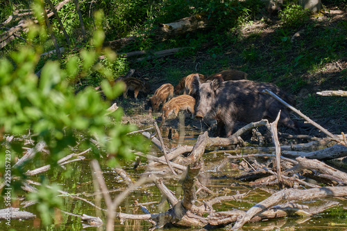 Wild boar ,, sus scrofa,, on wild nature, Danube forests, Slovakia