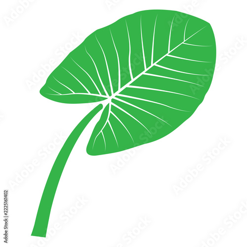 Minimalist vector illustration of a plant with taro-like green leaves