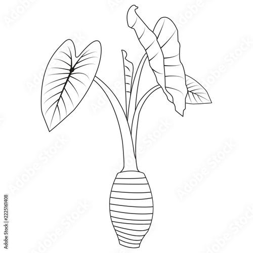 Minimalist vector illustration of a taro plant, including its root tuber.