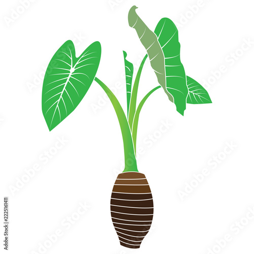 Minimalist vector illustration of a taro plant with green leaves and a root tuber.