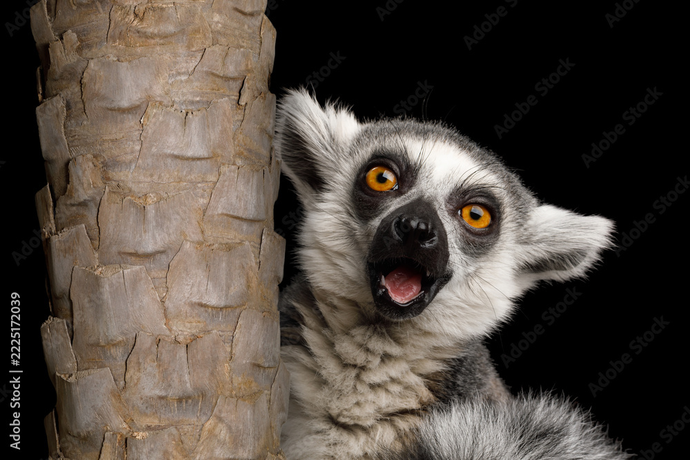 Naklejka premium Surprised ring-tailed lemur peeking from behind palm tree trunk with open mouth and wide orange eyes, shocked amazed expression, funny wow face, exotic Madagascar wildlife, on black background