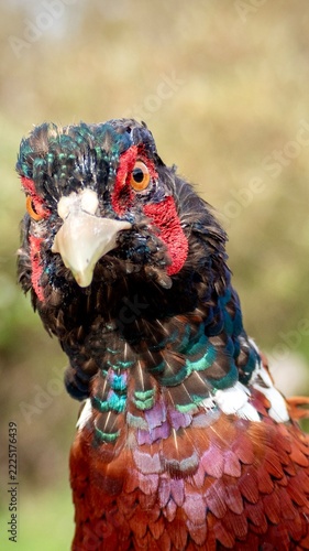 Close-Up Portrait of a Male Common Pheasant with Colourful Iridescent Plumage