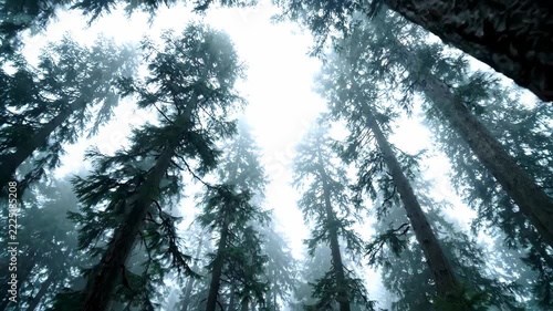 Majestic forest of towering evergreen trees shrouded in atmospheric mist, looking up.