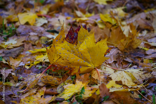 Vibrant Yellow Maple Leaf on Autumn Forest Floor