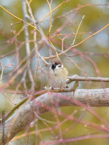 Wind-Ruffled Eurasian Tree Sparrow with a Soft, Puffy Appearance