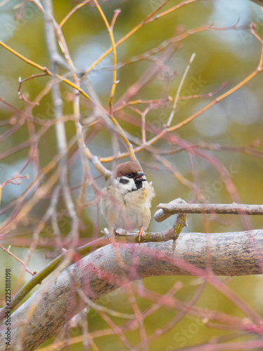 Cute Eurasian Tree Sparrow Singing with Fluffed-Up Feathers on a Winter Branch