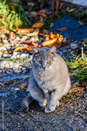 cat on the grass