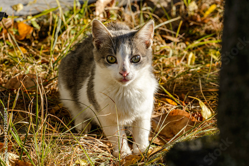 cat on the grass