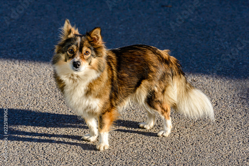 border collie dog