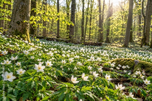 White Wood Anemones Covering a Sunlit Forest Floor in Early Spring