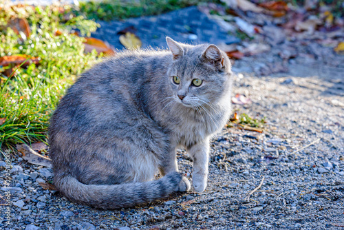 cat on the grass