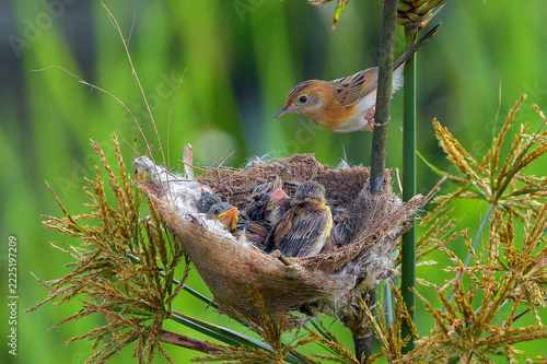 Golden headed cisticola perching on grass nest with hungry chicks