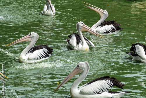 Group of australian pelicans (pelecanus conspicillatus) swimming in green pond