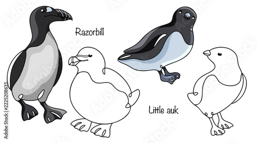 Razorbill. Little auk