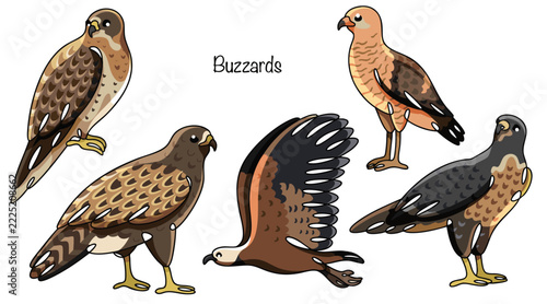 Buzzards