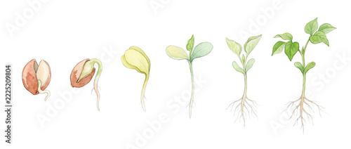Seed germination plant growth stages watercolor illustration showing plant life cycle evolution from seed to seedling with roots isolated on black background for botany science agriculture education.