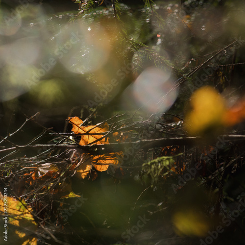 AUTUMNE LANDSCAPES - A beautifully golden oak leaf in the sunlight, caught in the branches