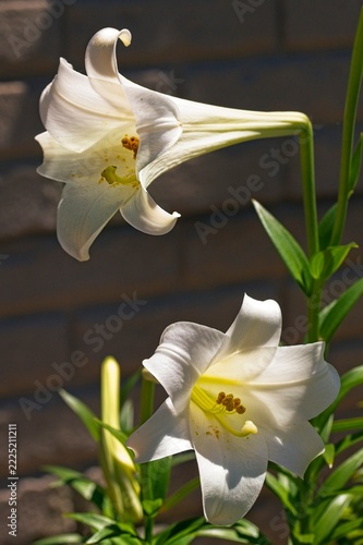 A pair of white St Joseph lilies.