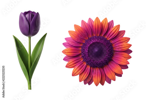 Set of purple tulip and vibrant red orange flower isolated
