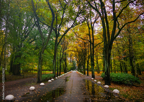 Autumn Road with Trees and Reflections