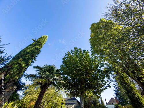 Feuilles de début d'automne