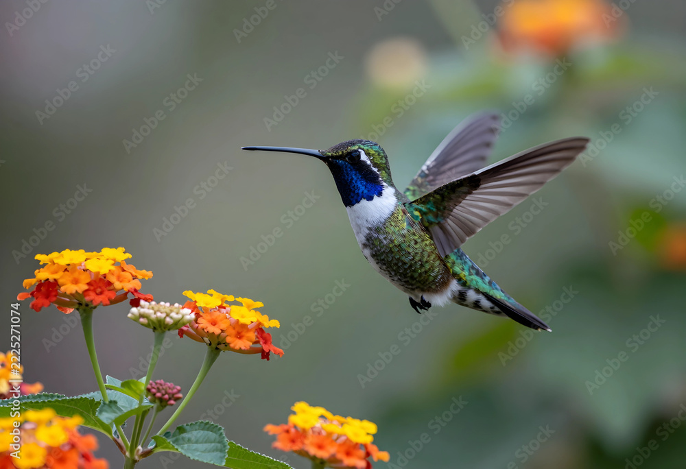 Naklejka premium biodiversity and pollination concept, hummingbird hovering near colorful lantana flowers in a garden, wildlife conservation and nature photography