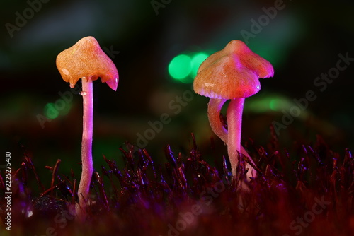 Glowing Pink Forest Mushrooms with Green Bokeh Background Macro