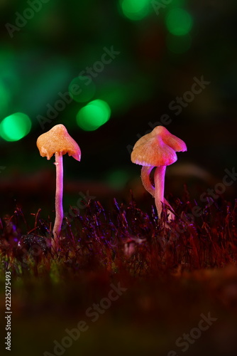 Glowing Pink Forest Mushrooms with Green Bokeh Background Macro
