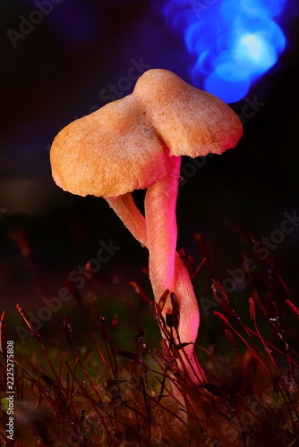 Twin Mushrooms Entwined in Pink and Blue Neon Light Macro
