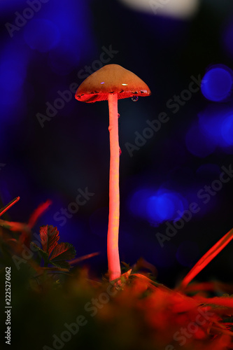 Glowing Pink Stem Mushroom Macro with Blue Bokeh Background