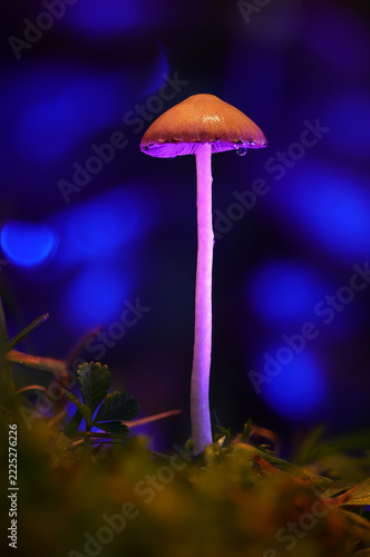 Glowing Purple Stem Mushroom Macro with Blue Bokeh Background