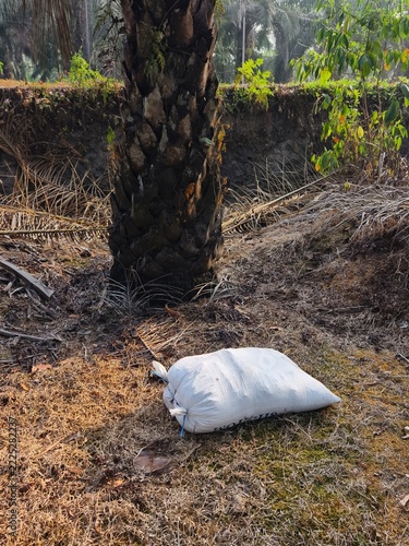 fertilizing oil palm trees using chicken manure waste